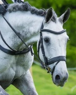 Fairfax Flash Noseband