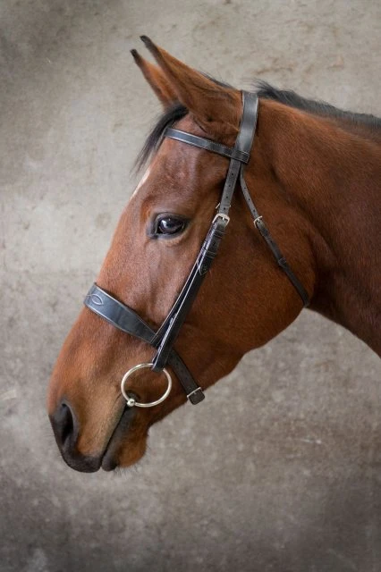 Ecorider Show Bridle 1 Ecorider Show Bridle
