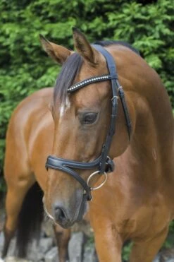 Ecorider Ecosoft Acclaim Bridle