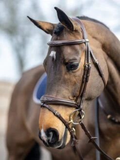 LeMieux Competition Flash Bridle -Equestria Shop 16215f