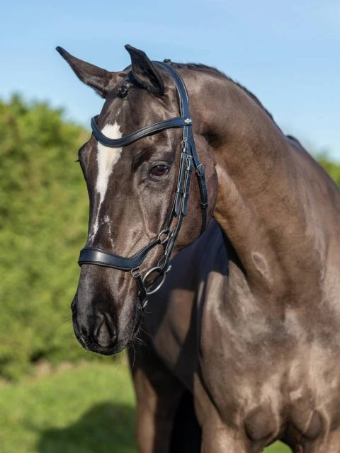 LeMieux Arika Drop Bridle 1 LeMieux Arika Drop Bridle